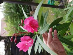 Oleander Geant Du Batailles Oleander Geant Du Batailles