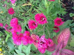 Aster Alma Pötschke + Myrtenaster + Teemonarde Aster Alma Pötschke + Myrtenaster + Teemonarde