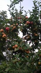 Apfel Edelreiser