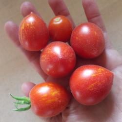 versch. Tomaten; Fuzzy Wuzzy, Blaue Ananas u. a. versch. Tomaten; Fuzzy Wuzzy, Blaue Ananas u. a.