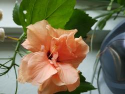 Hibiskus Zimmerhibiskus 2 unbewurzelter Stecklinge Hibiskus Zimmerhibiskus 2 unbewurzelter Stecklinge