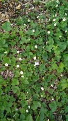 Walderdbeeren Ausläufer Walderdbeeren Ausläufer