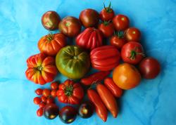 Tomaten 5x10 Tomaten 5x10