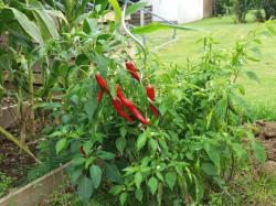 Gewürzpaprika/Chilisamen von 2017 Gewürzpaprika/Chilisamen von 2017