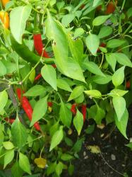 Chilisamen, nicht so scharf Chilisamen, nicht so scharf