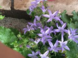 Glockenblume blau/lila +5 Zwiebeln des lila Zierlauchs