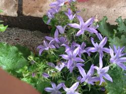 Glockenblume blau/lila Glockenblume blau/lila