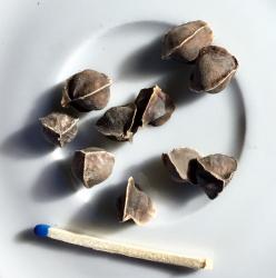 Moringa Moringa