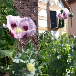 Mohn, helles violett + eine weitere Samenportion Mohn, helles violett + eine weitere Samenportion