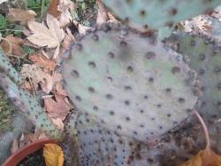 Opuntia lila-grün Opuntia lila-grün