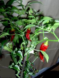 Chili Fishpepper Chili Fishpepper