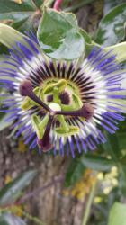 Passionsblume Passionsblume