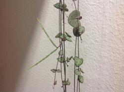 Leuchterblume Leuchterblume
