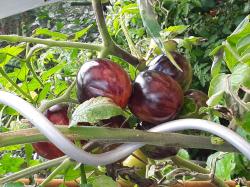 Tomatensamen 5x5 Stck. Tomatensamen 5x5 Stck.
