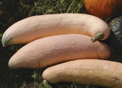 Kürbis Pink Banana Kürbis Pink Banana