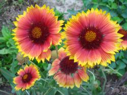 Kokardenblumen rot/gelb Samen Blumensamen winterhart Kokardenblumen rot/gelb Samen Blumensamen winterhart