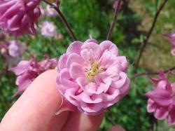 Rüschenakelei Akelei rosa gefüllt winterhart Samen Rüschenakelei Akelei rosa gefüllt winterhart Samen