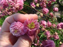 Rüschenakelei Akelei rosa gefüllt winterhart Samen Rüschenakelei Akelei rosa gefüllt winterhart Samen