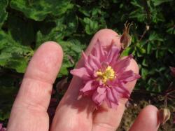 Rüschen-Akelei rosa winterhart Samen Rüschen-Akelei rosa winterhart Samen