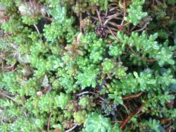 Sedum Sedum