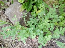 Kleine Wiesenknopf Kleine Wiesenknopf