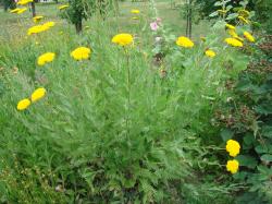 Samen Goldgarbe gelb Blumensamen Kräuter winterhart Samen Goldgarbe gelb Blumensamen Kräuter winterhart