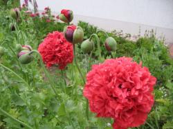 gefüllter Mohn, rot gefüllter Mohn, rot