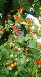 Tomate Himbeerrose - Ampeltomate Tomate Himbeerrose - Ampeltomate