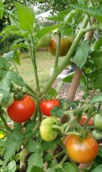 Tomate Zuckerbusch Tomate Zuckerbusch