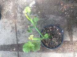 Pelargonie Tetragonum Pelargonie Tetragonum