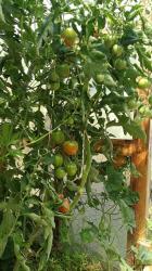 Tomate Olirose Tomate Olirose