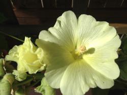 Gelbe Stockrose Gelbe Stockrose