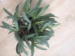 Silberne Blaustern Silberne Blaustern