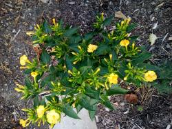 Wunderblume Wunderblume