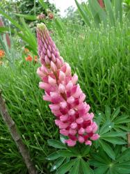 Lupine rosa Lupine rosa
