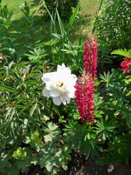Lupine dunkel rosa/rot Lupine dunkel rosa/rot