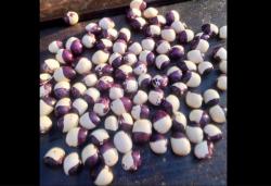 Stangenbohne Inka Pea Bean Stangenbohne Inka Pea Bean