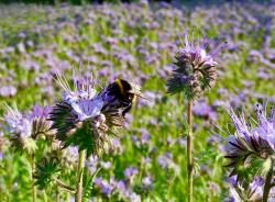 Bienenweide Bienenweide