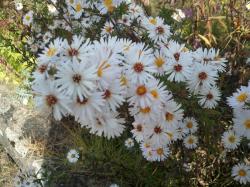Herbst Aster "Weißes Wunder" Herbst Aster "Weißes Wunder"