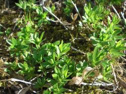 Waldmeister Waldmeister