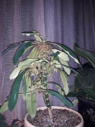Madagaskar Juwel Spuckpalme junges Pflänzchen Madagaskar Juwel Spuckpalme junges Pflänzchen