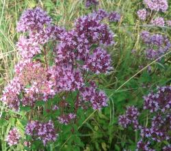 Dost/Oregano/W.Majoran+Saatgut Auswahl Dost/Oregano/W.Majoran+Saatgut Auswahl
