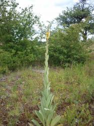 Königskerze - Verbascum Königskerze - Verbascum
