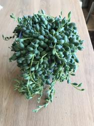 Senecio rowleyanus/herreianus - Sukkulente Senecio rowleyanus/herreianus - Sukkulente