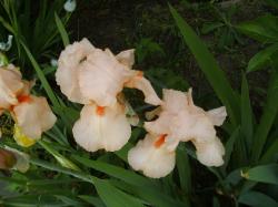 Iris rosa Iris rosa