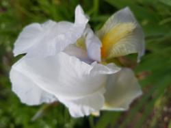 Mittelhohe Bart-Iris Mittelhohe Bart-Iris
