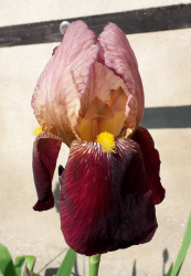 Iris elatior Iris elatior