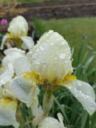 Iris, weiß Iris, weiß