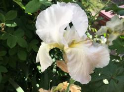 Weiße Iris Immortality Weiße Iris Immortality