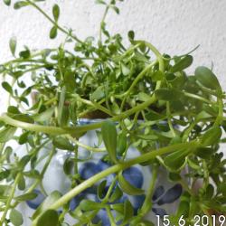 Brahmi , "Gedächtnispflanze" Brahmi , "Gedächtnispflanze"